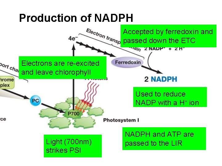 Production of NADPH Accepted by ferredoxin and passed down the ETC Electrons are re-excited
