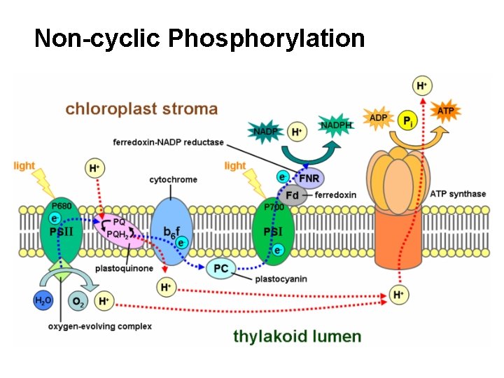 Non-cyclic Phosphorylation 