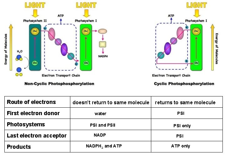 Route of electrons First electron donor Photosystems Last electron acceptor Products doesn’t return to