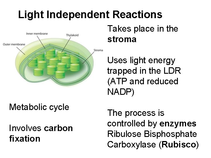 Light Independent Reactions Takes place in the stroma Uses light energy trapped in the