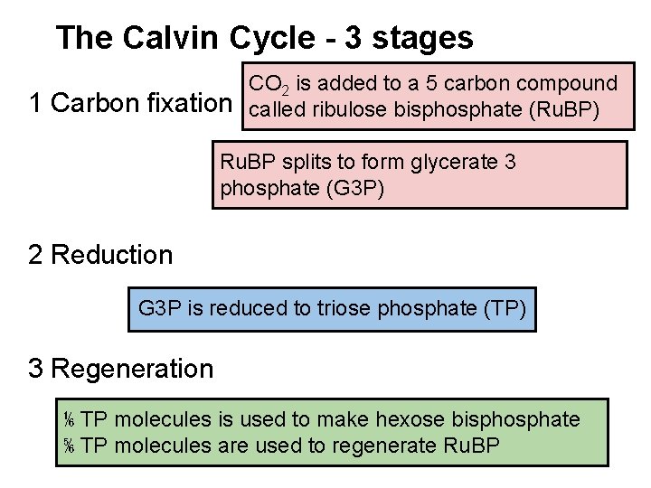 The Calvin Cycle - 3 stages 1 Carbon fixation CO 2 is added to