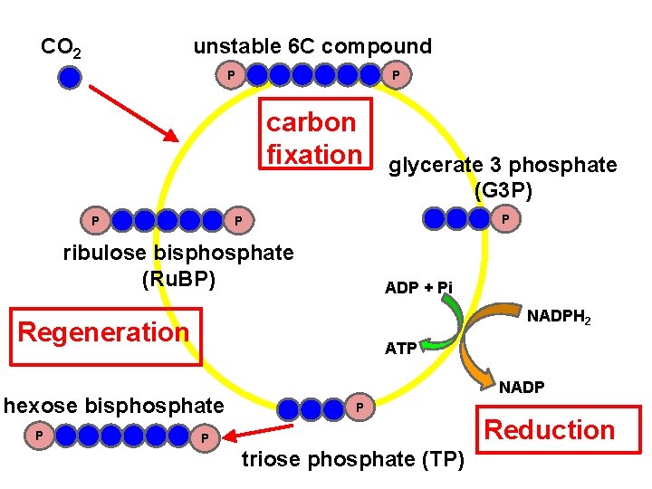 CO 2 unstable 6 C compound P P carbon fixation P P P ribulose