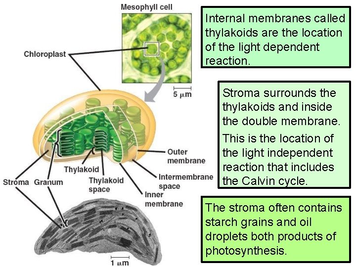 Chloroplast Internal membranes called thylakoids are the location Structureof the light dependent reaction. Stroma