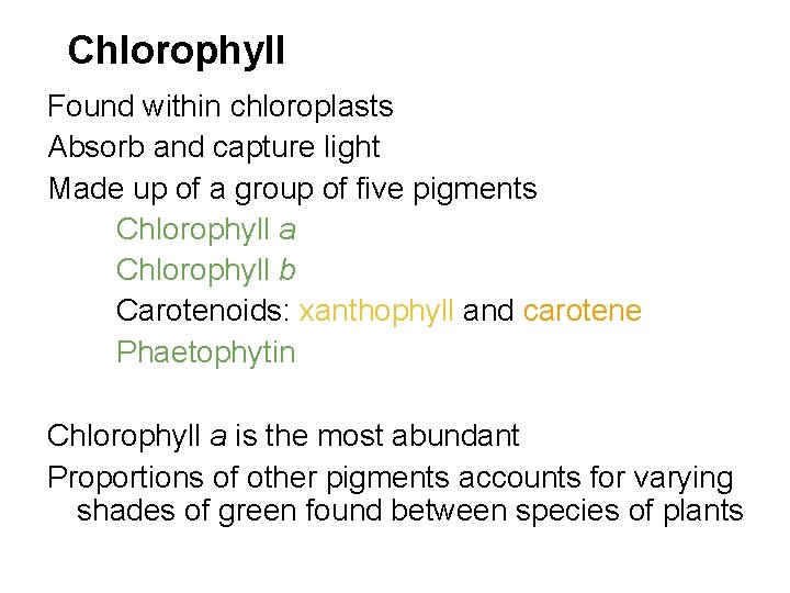 Chlorophyll Found within chloroplasts Absorb and capture light Made up of a group of