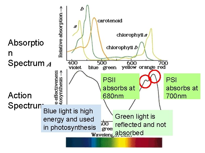 Absorptio n Spectrum Action Spectrum Blue light is high energy and used in photosynthesis