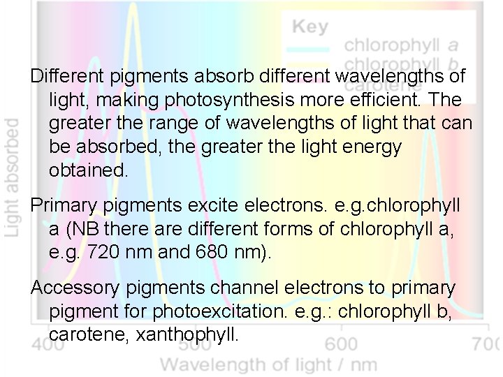 Different pigments absorb different wavelengths of light, making photosynthesis more efficient. The greater the