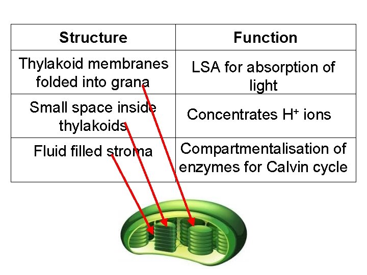 Structure Function Thylakoid membranes folded into grana LSA for absorption of light Small space