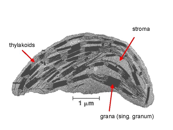 stroma thylakoids grana (sing. granum) 