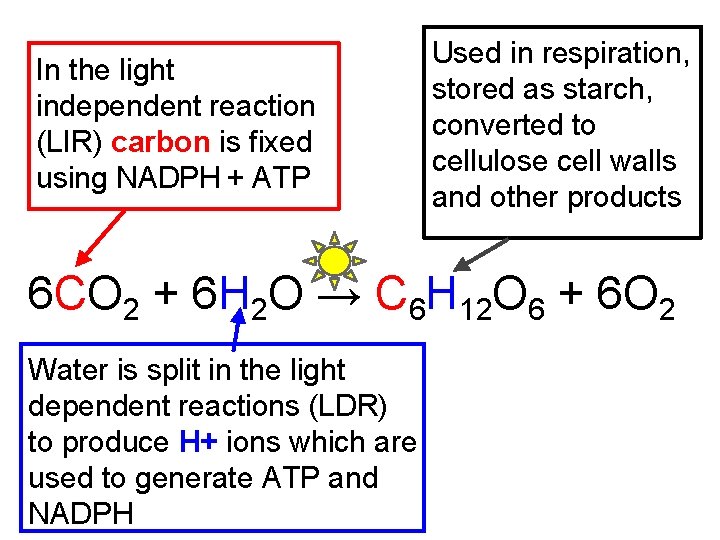 In the light independent reaction (LIR) carbon is fixed using NADPH + ATP Used