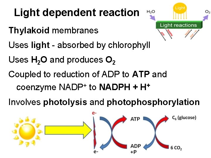 Light dependent reaction Thylakoid membranes Uses light - absorbed by chlorophyll Uses H 2
