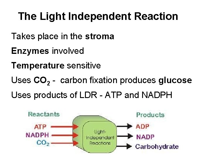 The Light Independent Reaction Takes place in the stroma Enzymes involved Temperature sensitive Uses