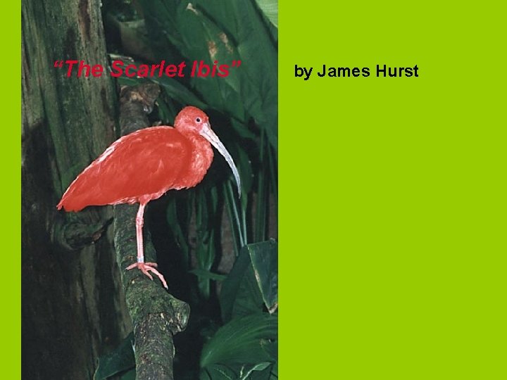 “The Scarlet Ibis” by James Hurst 