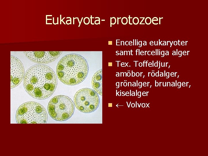 Eukaryota- protozoer Encelliga eukaryoter samt flercelliga alger n Tex. Toffeldjur, amöbor, rödalger, grönalger, brunalger,