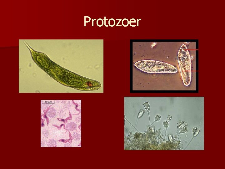 Protozoer 