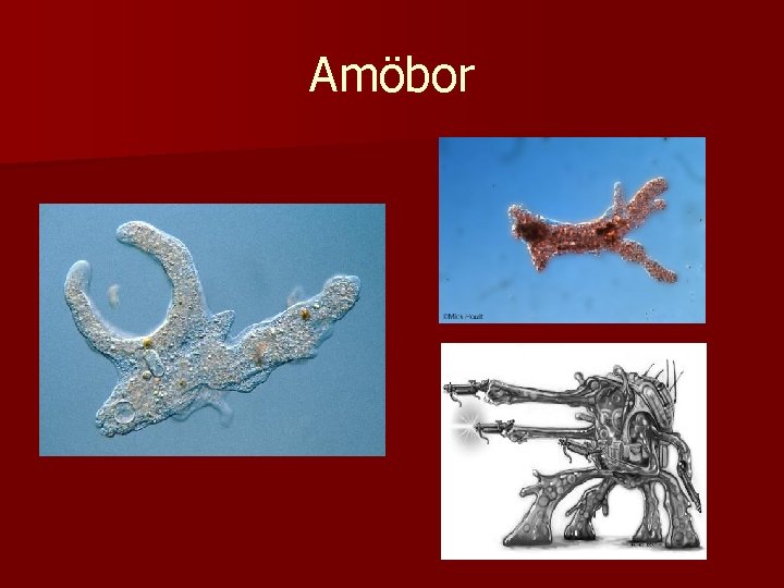 Amöbor 