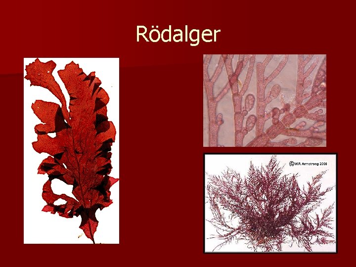 Rödalger 