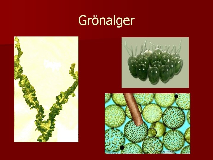 Grönalger 