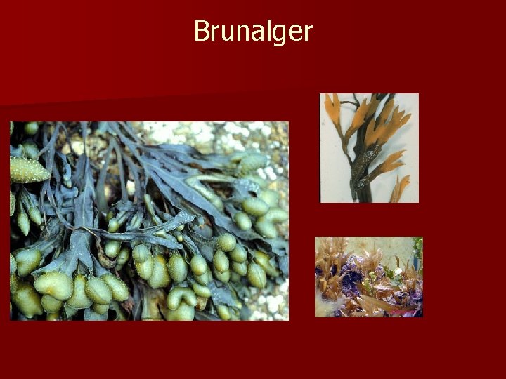 Brunalger 