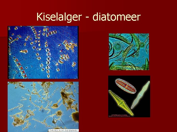 Kiselalger - diatomeer 