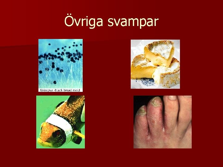 Övriga svampar 