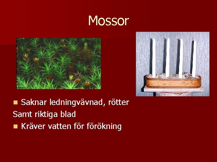 Mossor Saknar ledningvävnad, rötter Samt riktiga blad n Kräver vatten förökning n 