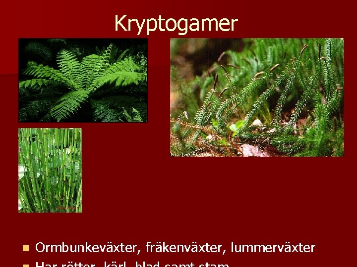 Kryptogamer n Ormbunkeväxter, fräkenväxter, lummerväxter 