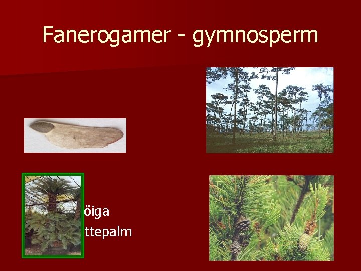 Fanerogamer - gymnosperm Nakenfröiga n Även kottepalm n 