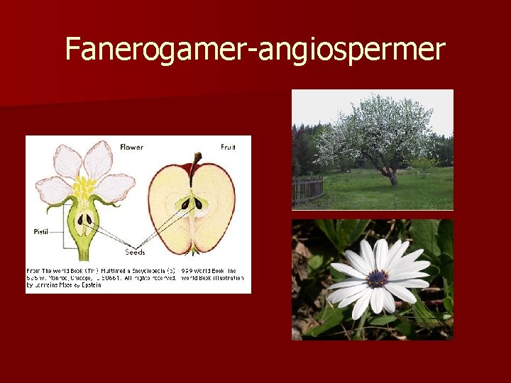 Fanerogamer-angiospermer 