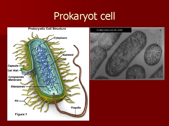 Prokaryot cell 