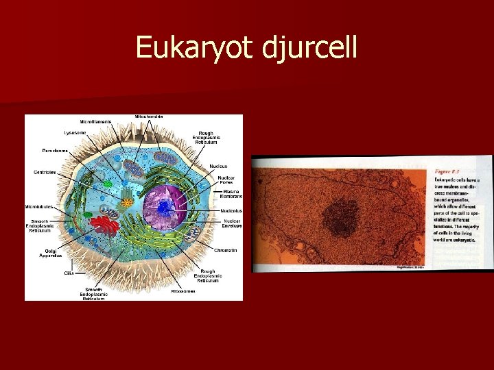 Eukaryot djurcell 