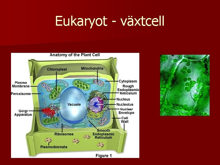 Eukaryot - växtcell 