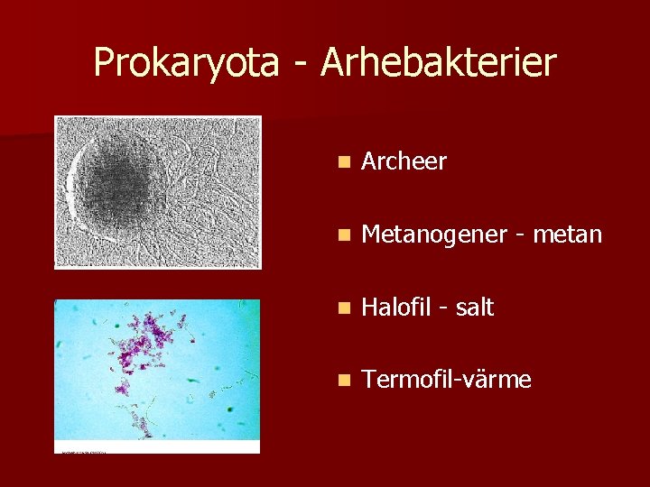 Prokaryota - Arhebakterier n Archeer n Metanogener - metan n Halofil - salt n