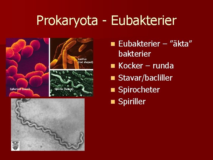 Prokaryota - Eubakterier n n n Eubakterier – ”äkta” bakterier Kocker – runda Stavar/bacliller