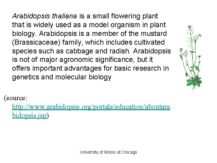 Arabidopsis thaliana is a small flowering plant that is widely used as a model Arabidopsis thaliana is a small flowering plant that is widely used as a model