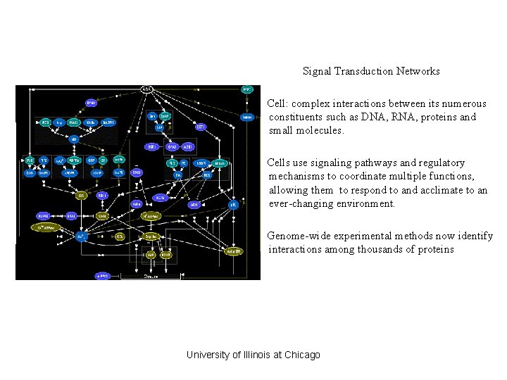 Signal Transduction Networks Cell: complex interactions between its numerous constituents such as DNA, RNA, Signal Transduction Networks Cell: complex interactions between its numerous constituents such as DNA, RNA,