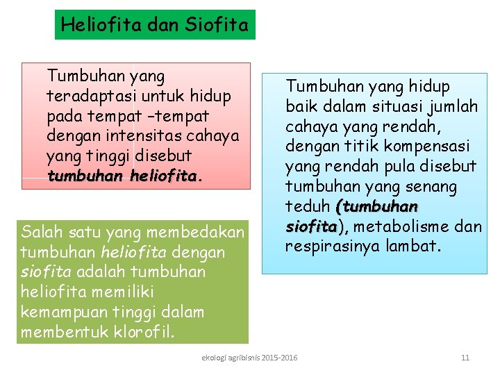 Heliofita dan Siofita Tumbuhan yang teradaptasi untuk hidup pada tempat –tempat dengan intensitas cahaya