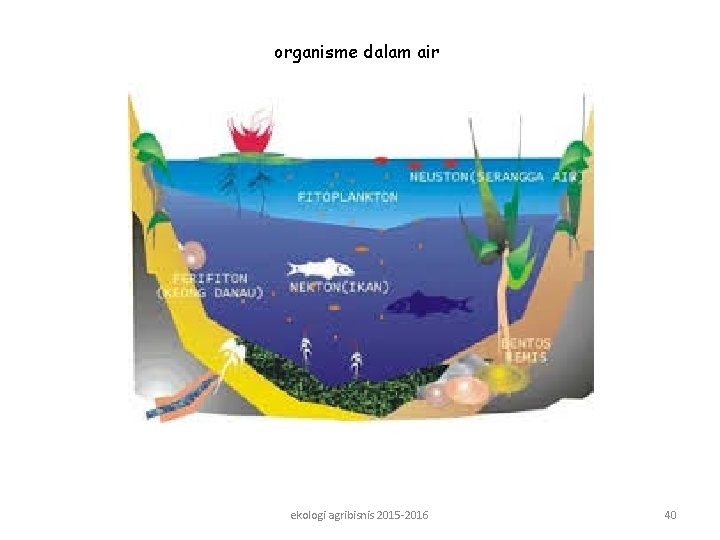 organisme dalam air ekologi agribisnis 2015 -2016 40 