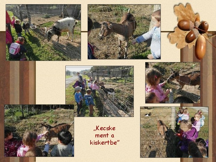 „Kecske ment a kiskertbe” 