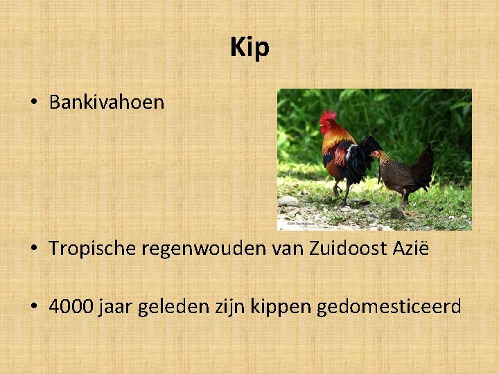 Kip • Bankivahoen • Tropische regenwouden van Zuidoost Azië • 4000 jaar geleden zijn