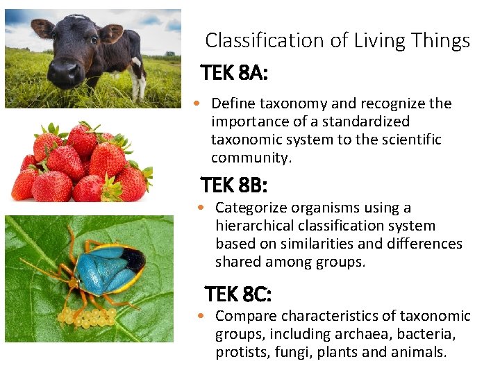 Classification of Living Things TEK 8 A: • Define taxonomy and recognize the importance