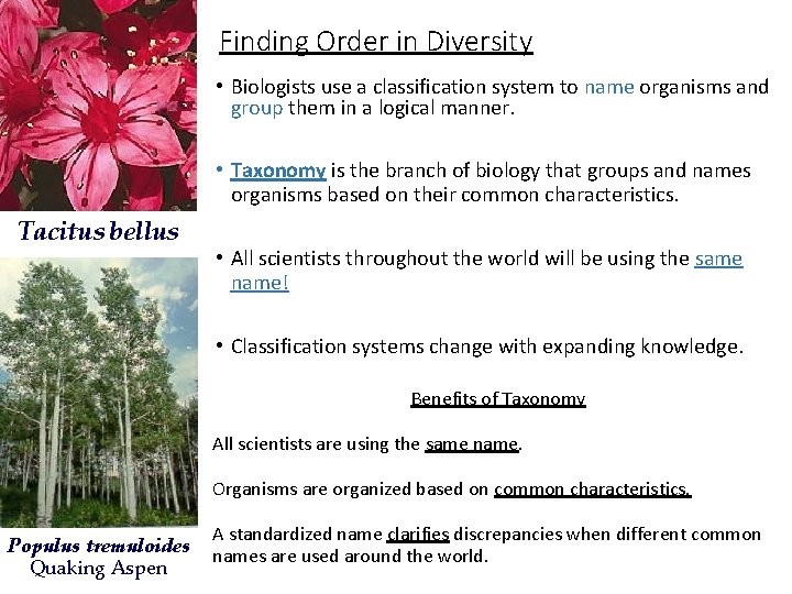 Finding Order in Diversity • Biologists use a classification system to name organisms and