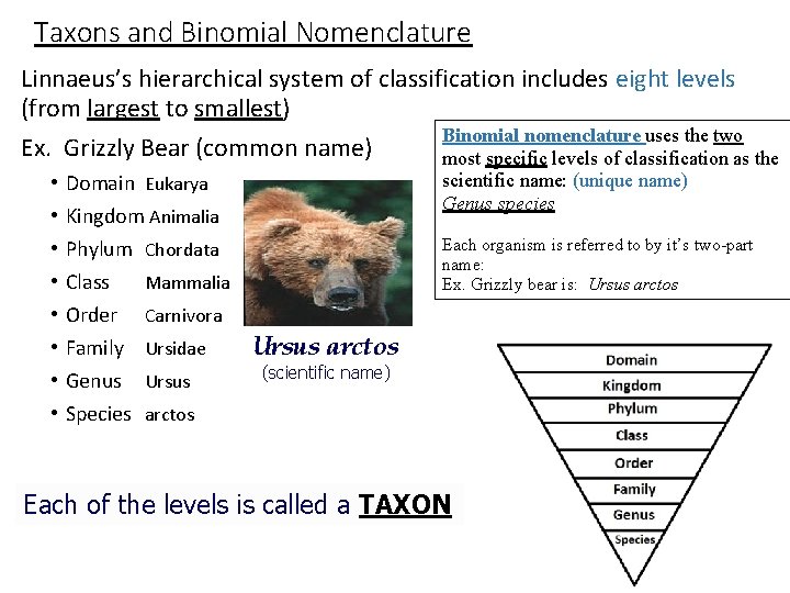 Taxons and Binomial Nomenclature Linnaeus’s hierarchical system of classification includes eight levels (from largest