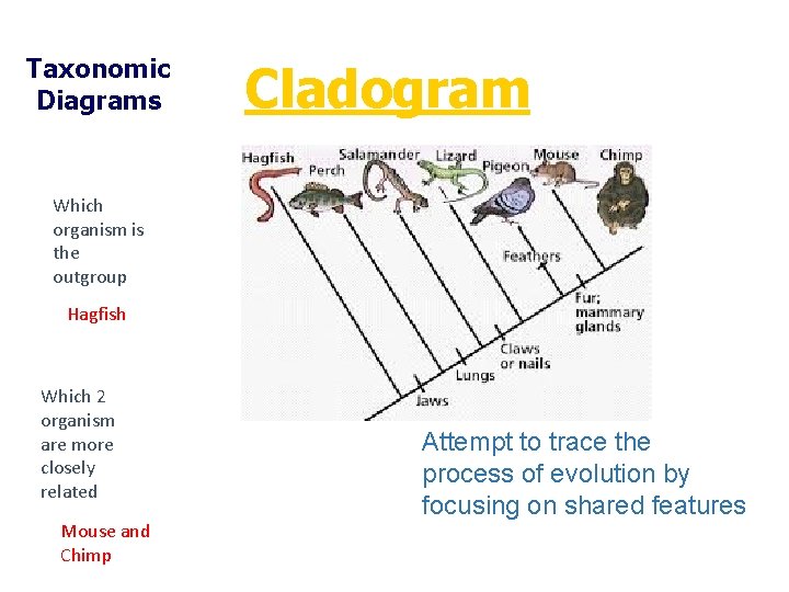 Taxonomic Diagrams Cladogram Which organism is the outgroup Hagfish Which 2 organism are more