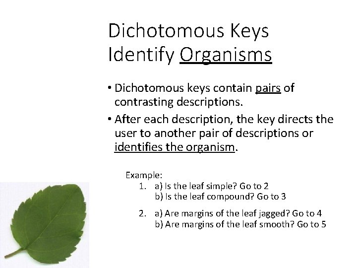 Dichotomous Keys Identify Organisms • Dichotomous keys contain pairs of contrasting descriptions. • After