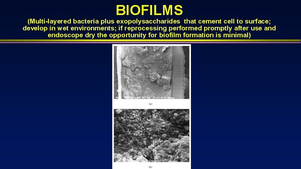 BIOFILMS (Multi-layered bacteria plus exopolysaccharides that cement cell to surface; develop in wet environments;