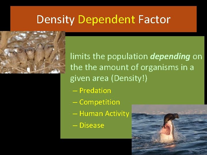 Density Dependent Factor • limits the population depending on the amount of organisms in