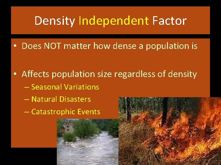 Density Independent Factor • Does NOT matter how dense a population is • Affects