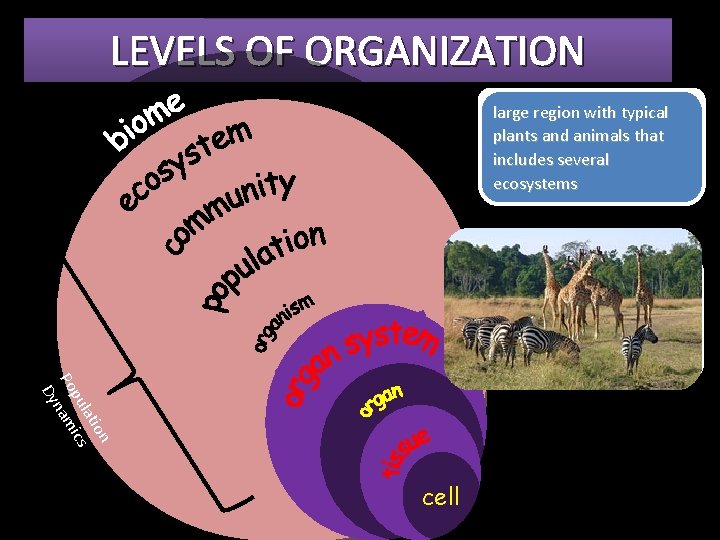 LEVELS OF ORGANIZATION one smallest group individual of organs of living working things all