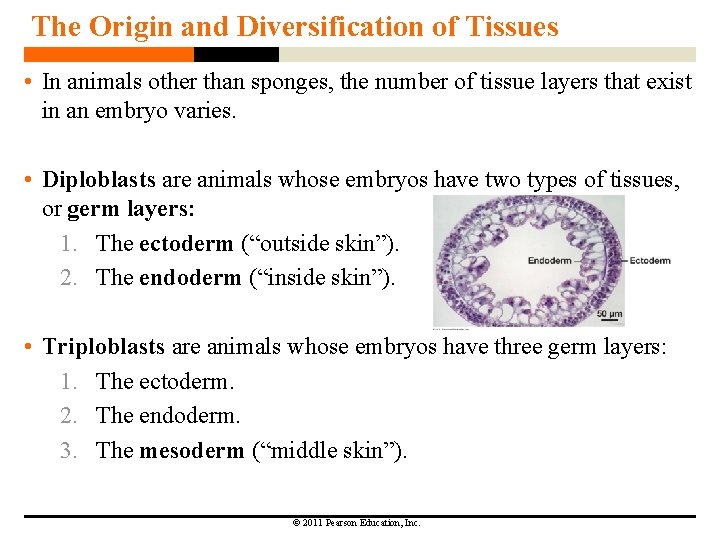 The Origin and Diversification of Tissues • In animals other than sponges, the number