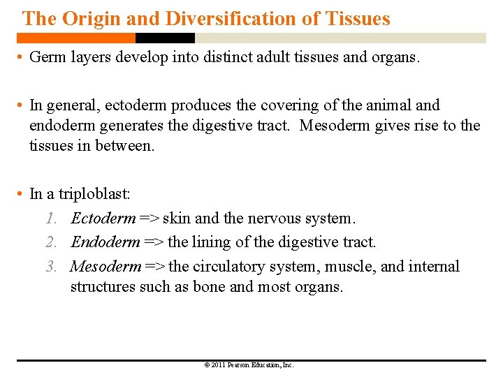 The Origin and Diversification of Tissues • Germ layers develop into distinct adult tissues